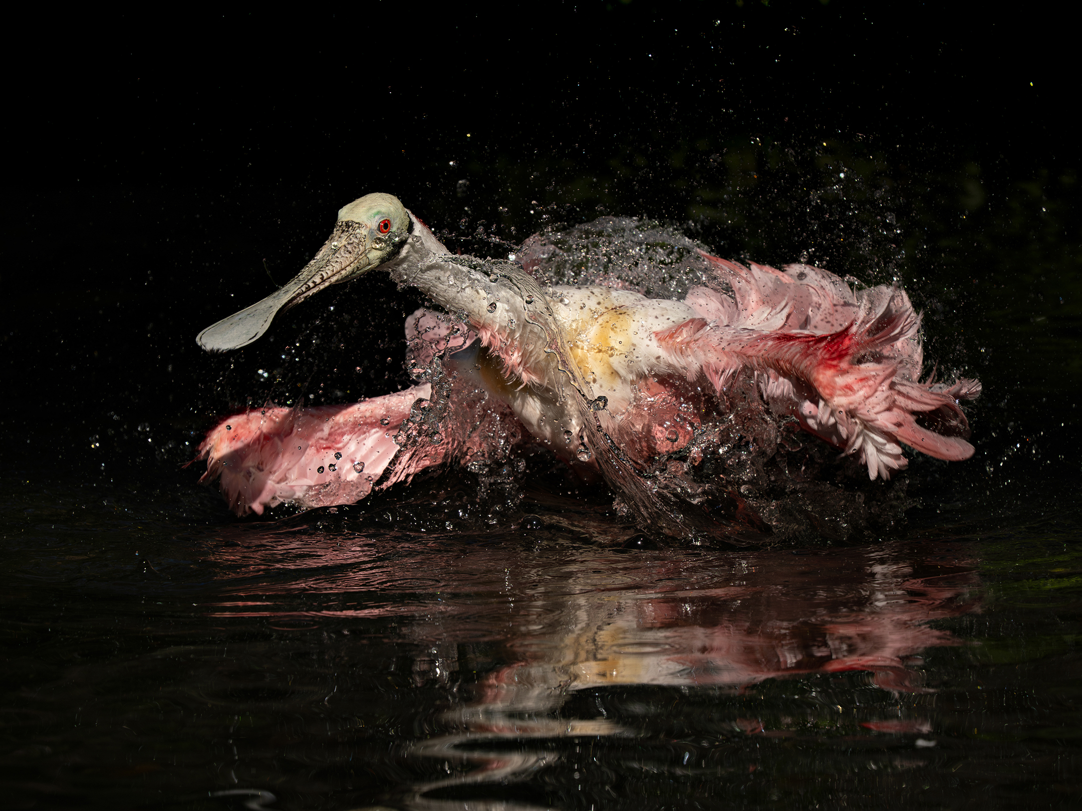 Roseate spoonbill splashing and spreading wings over dark water, with droplets frozen in mid-air
