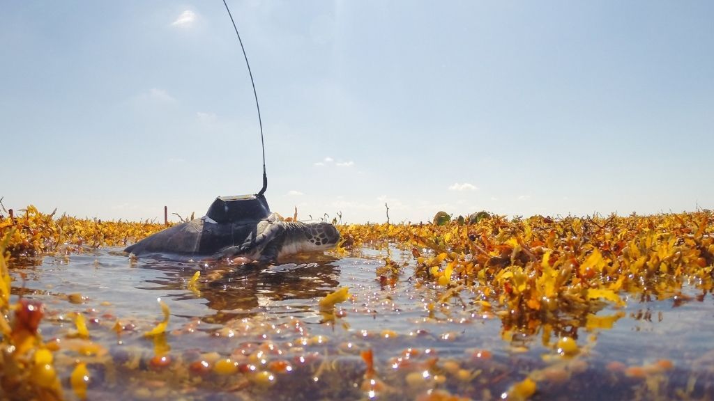 a young green turtle with a small satellite tag on its back, swimming in water full of brown seaweed