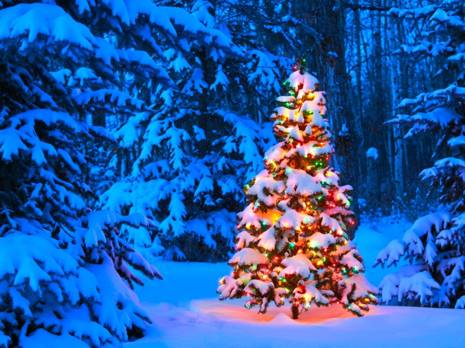 Replanting A Christmas Tree - Planting A Christmas Tree Outside After  Christmas | Gardening Know How