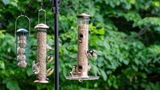 hanging bird feeders in garden
