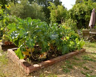 raised vegetable beds made from old bricks