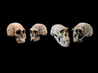 the skulls of three early human species, including Homo rudolfensis, Homo habilis and Homo erectus,