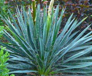 yucca Excalibur growing in garden