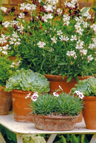 container gardening with mixed containers