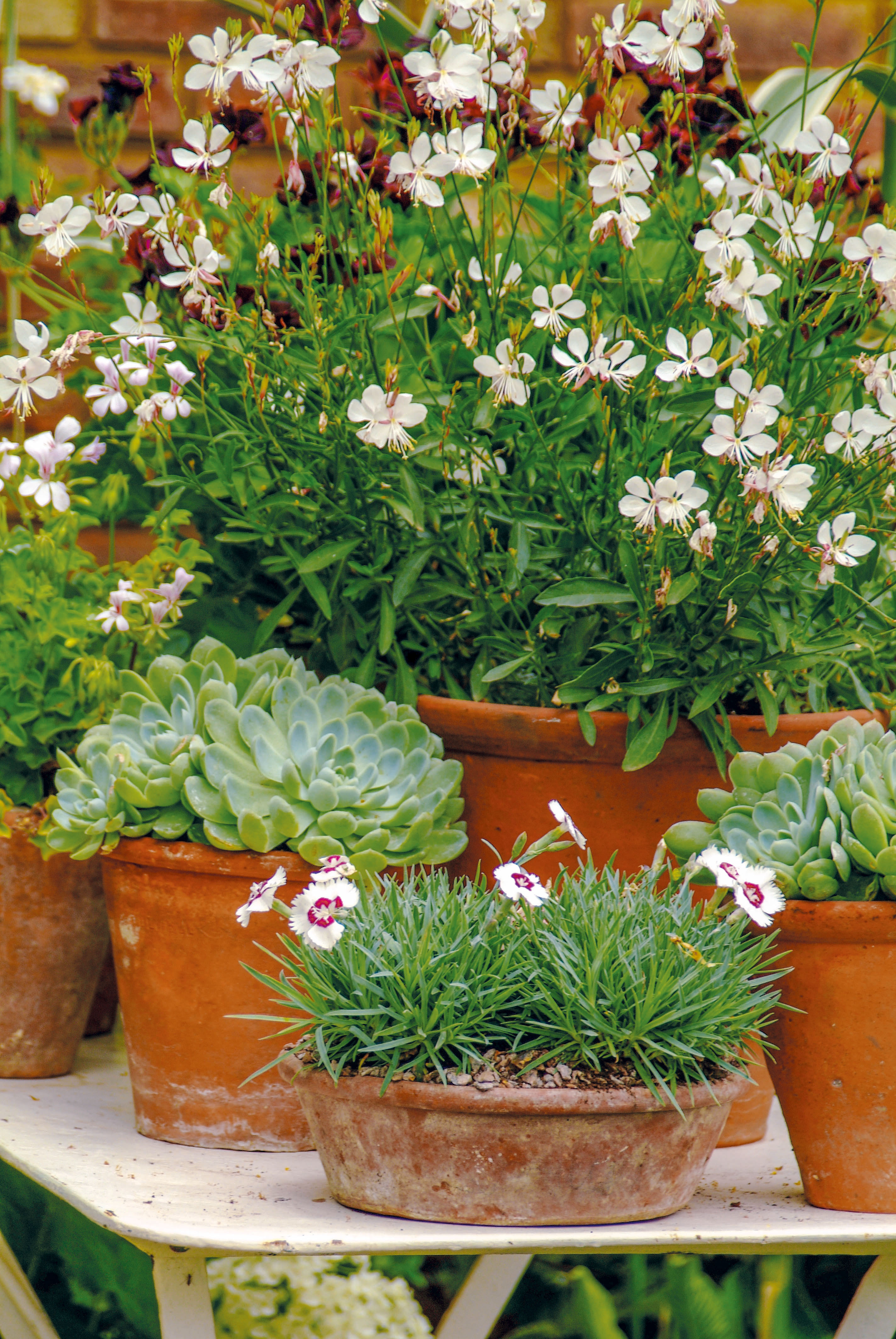 container gardening with mixed containers