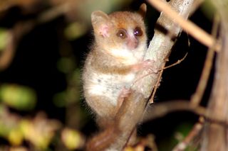 madagascar, lemurs, mouse lemur, geckos, reptiles, mammals, amphibians, new species, deforestation, taxonomy, dna, animal trafficking, endangered species