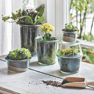 Glass-potted houseplants on a windowsill