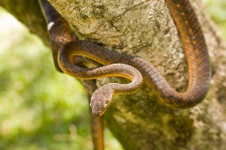 brown-tree-snake