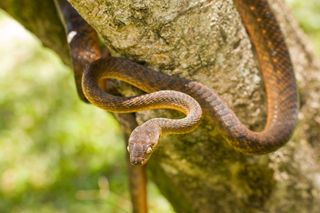 Will Poisoned Mice Solve Guam S Snake Problem Live Science