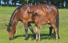 Cleveland-foal-1.jpg