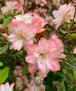 Close up shot of pink azalea as it blooms