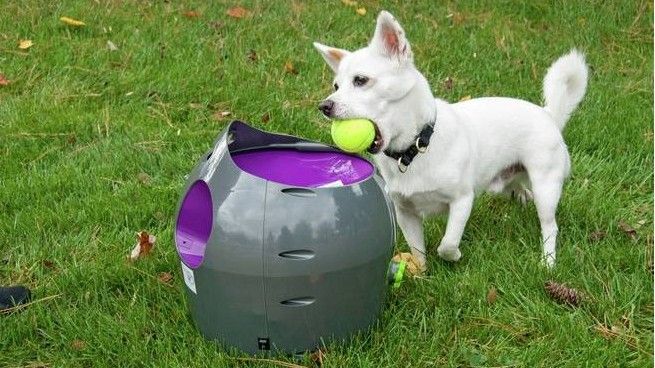 PetSafe Automatic Ball Launcher