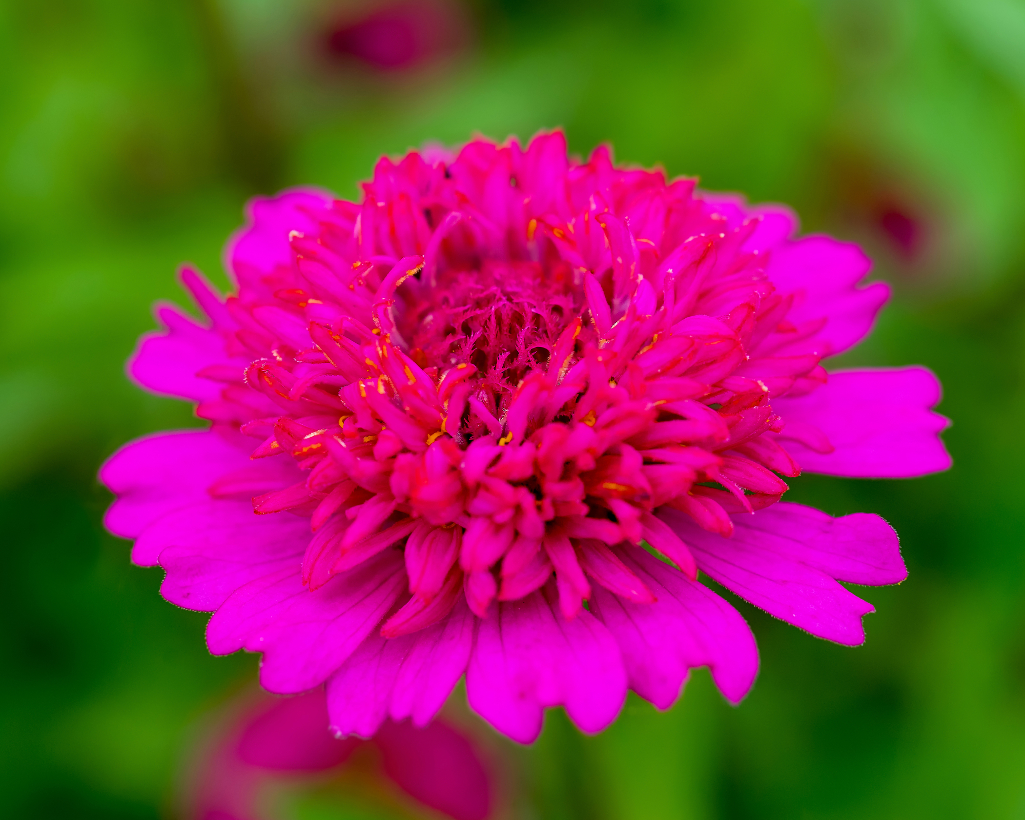 zinnia zinderella growing in a garden border
