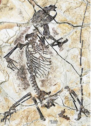 The holotype specimen of Senshou lui, which represents a new species of euharamiyidan mammal, described in the Sept. 11, 2014, issue of the journal Nature.
