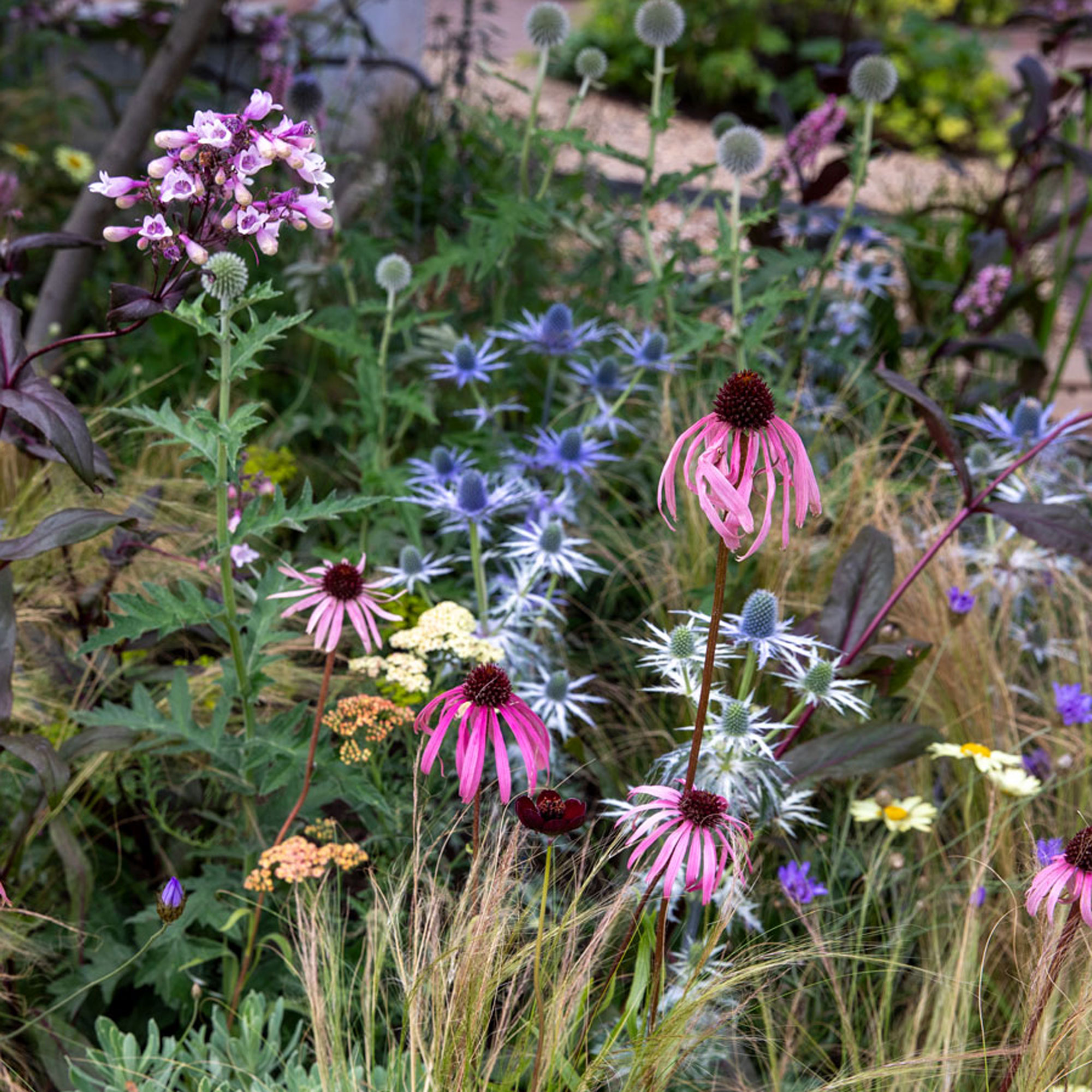 flowerbed design with pink coneflower, blue eryngium and dark pink achillea, with ornamental grasses
