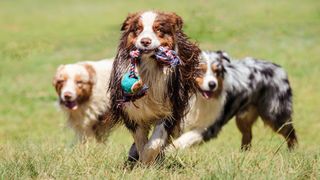 Three Australian Shepherd dogs playing together in a dog park