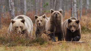 Brown bears in Vartius, Finland