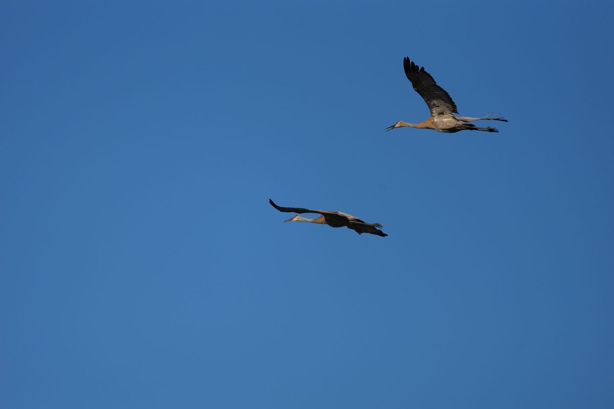 Image sample from the Sony FE 600mm f/6.3 GM OSS