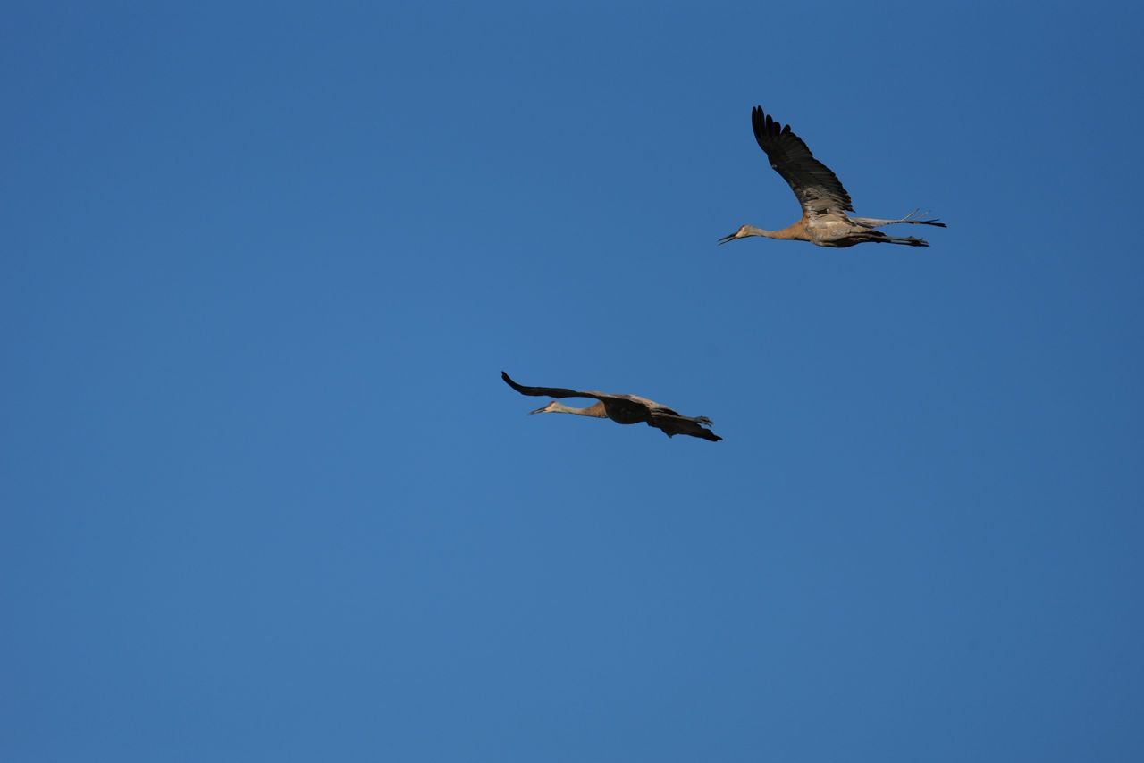 Image sample from the Sony FE 600mm f/6.3 GM OSS