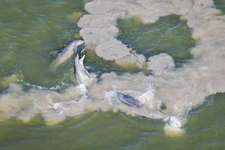 Restoration scientist and photographer Mark Cook witnessed these bottlenose dolphins catching mullet from the air during a behavioral phenomenon known as ‘mud ring feeding’