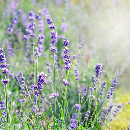 Beautiful types of lavender in garden