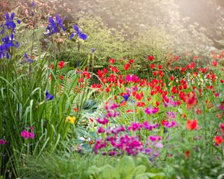 Spring weather changes: spring garden with bright flowers