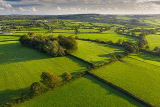 hedgerows in sun