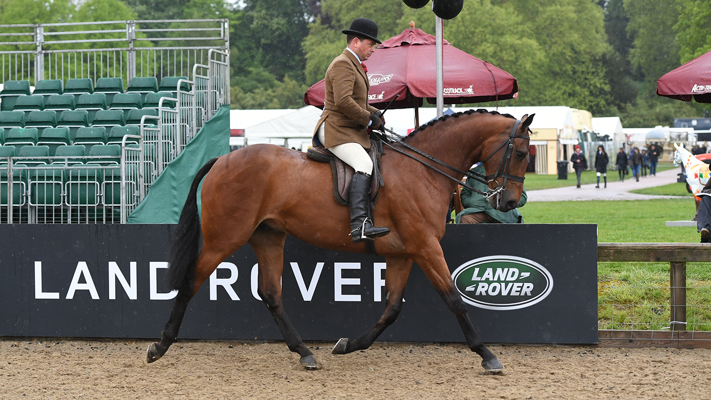 RWHS 08 05 19 Somerville Lad, owned by Jill Day and exhibited by Mr Robert Walker, winners of the Novice Hunter Championship during the Royal Windsor Horse Show held in the private grounds of Windsor Castle in Berkshire in the UK between on 8th-12th May 2019
