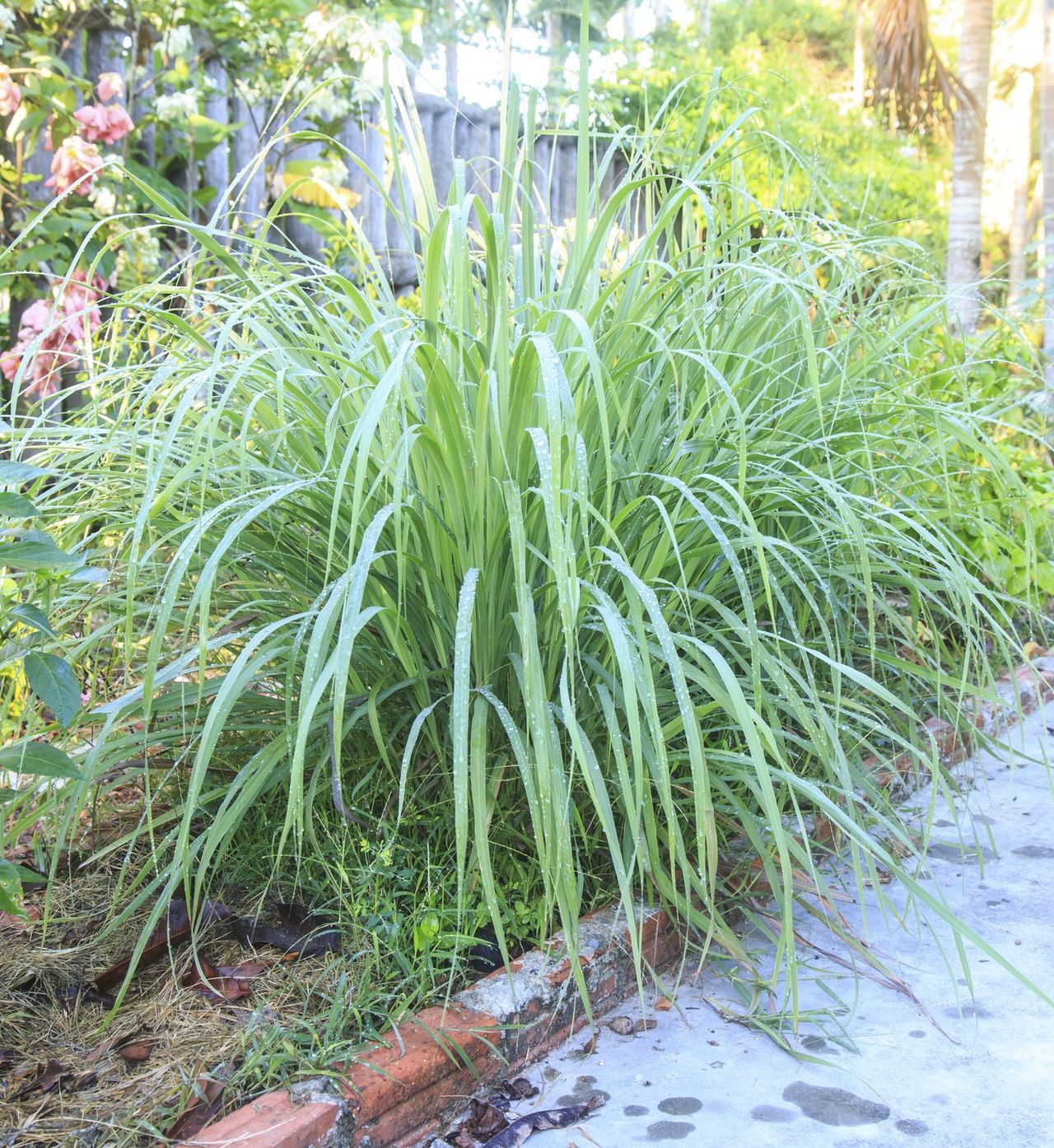 lemongrass companions