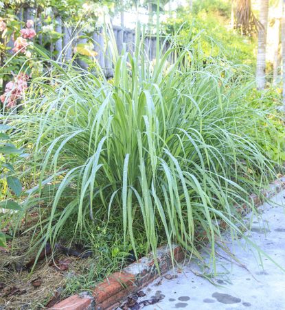 Planting lemongrass deals