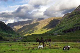 Horses and Deer in Glen Etive, Scotland, UK