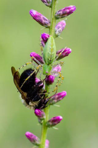 Capturing Ecology competition