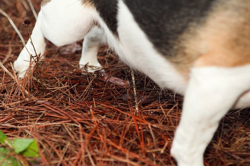 A beagle urinates