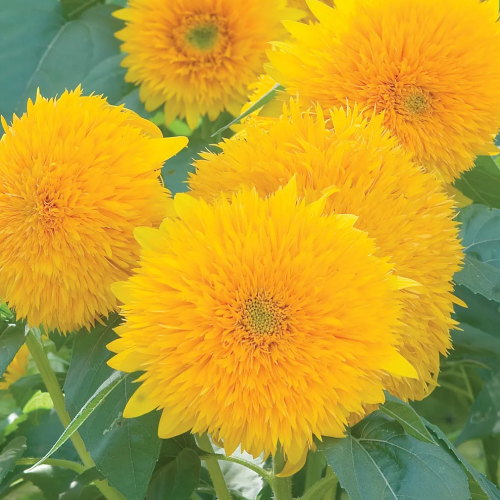 Sunflower, Teddy Bear