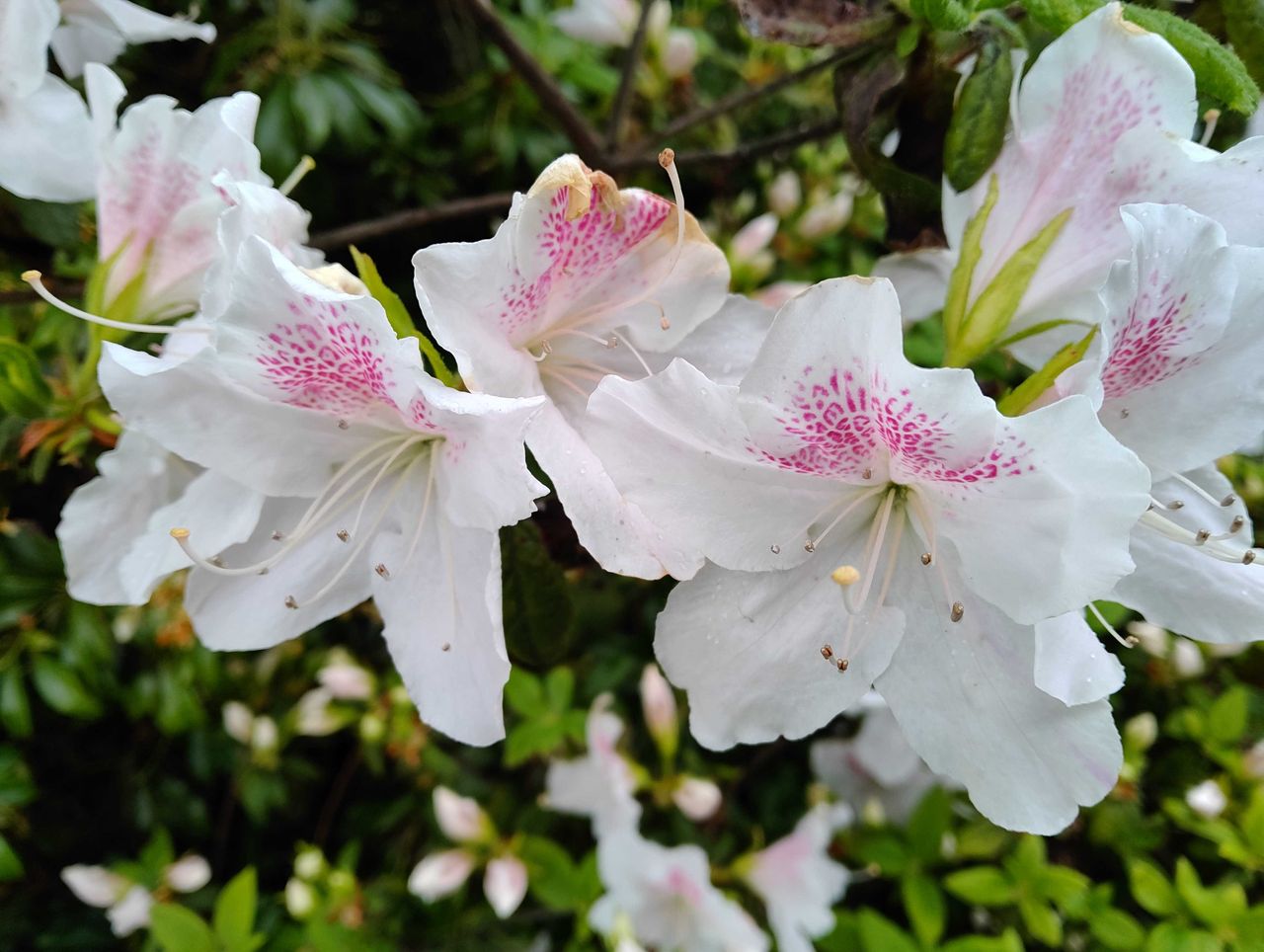 A group of white flowers