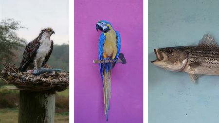 Optical illusion sculptures of birds and a fish