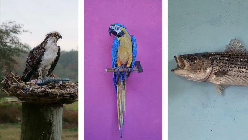 Optical illusion sculptures of birds and a fish