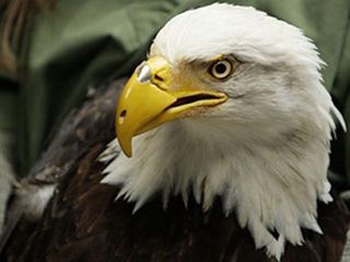 Beauty the American Eagle