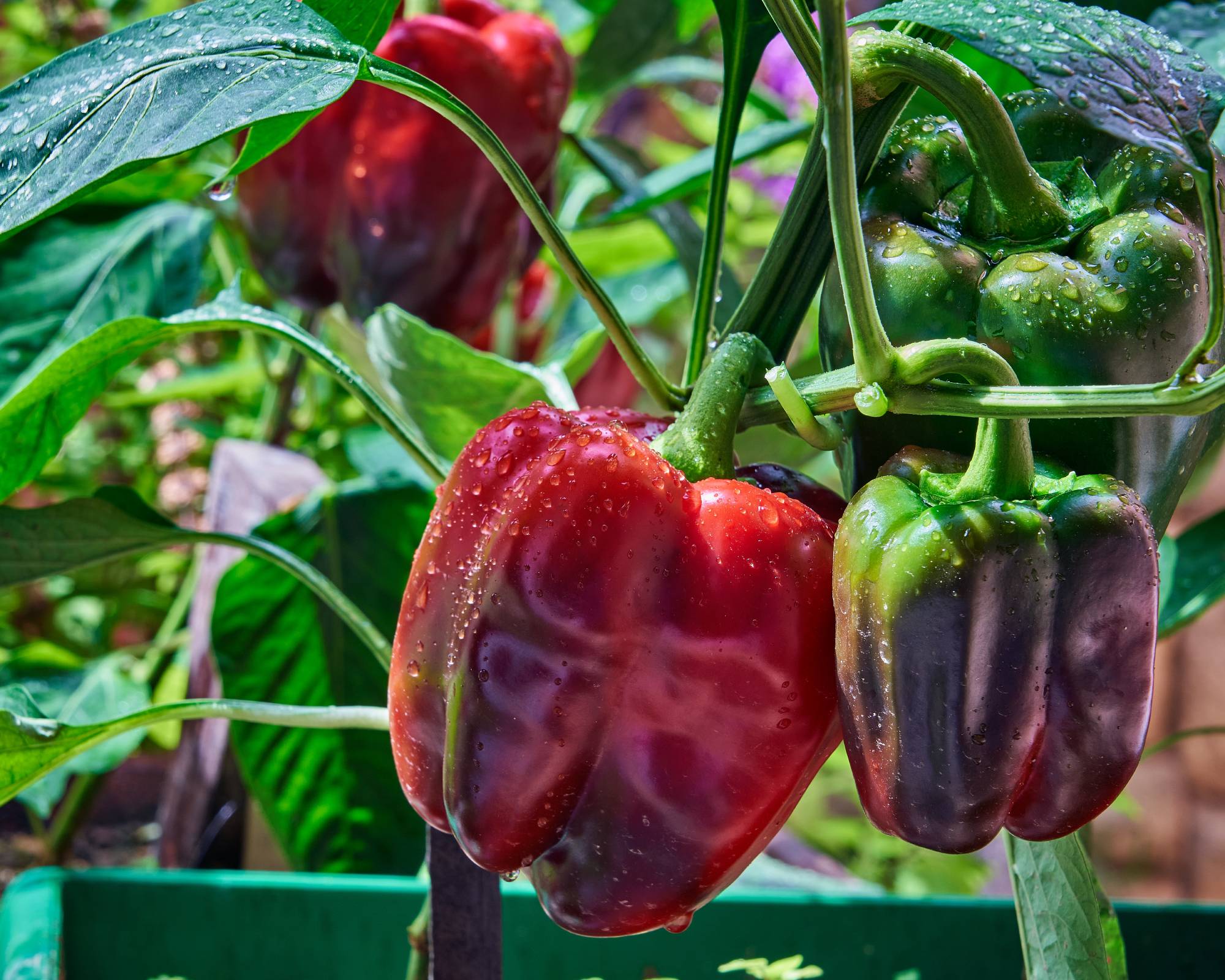 Bell peppers can be overwintered in a greenhouse