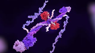 illustration of a backwards N shaped molecule, shown in purple, and two small red, round enzymes attached at its center