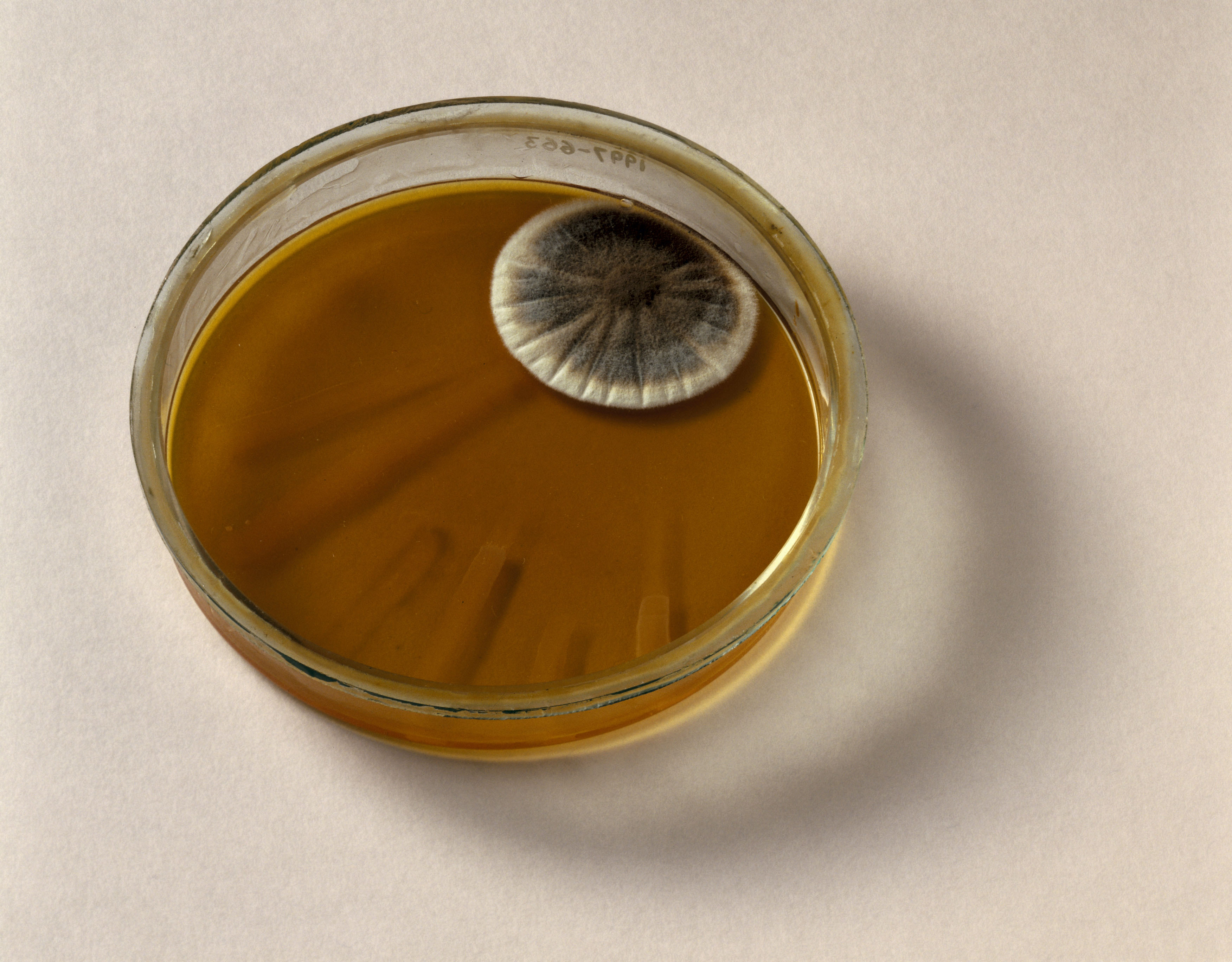 This petri dish labelled 'P notatum v Bacteria' contains a culture medium and shows the effect of penicillin on bacteria colonies. As seen in the film 'Penicillin' made by Realist Films in 1945.