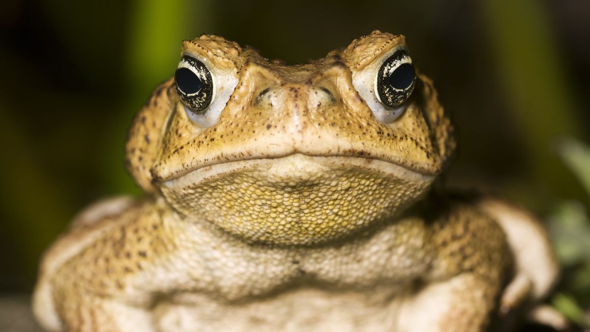 A close-up picture of a cane toad&#039;s head.