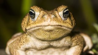 A close-up picture of a cane toad's head.