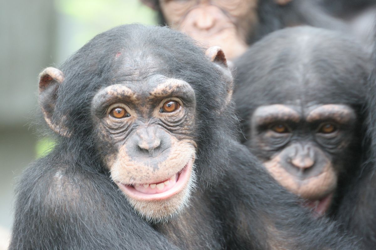 Human Intelligence Secrets Revealed by Chimp Brains | Live Science