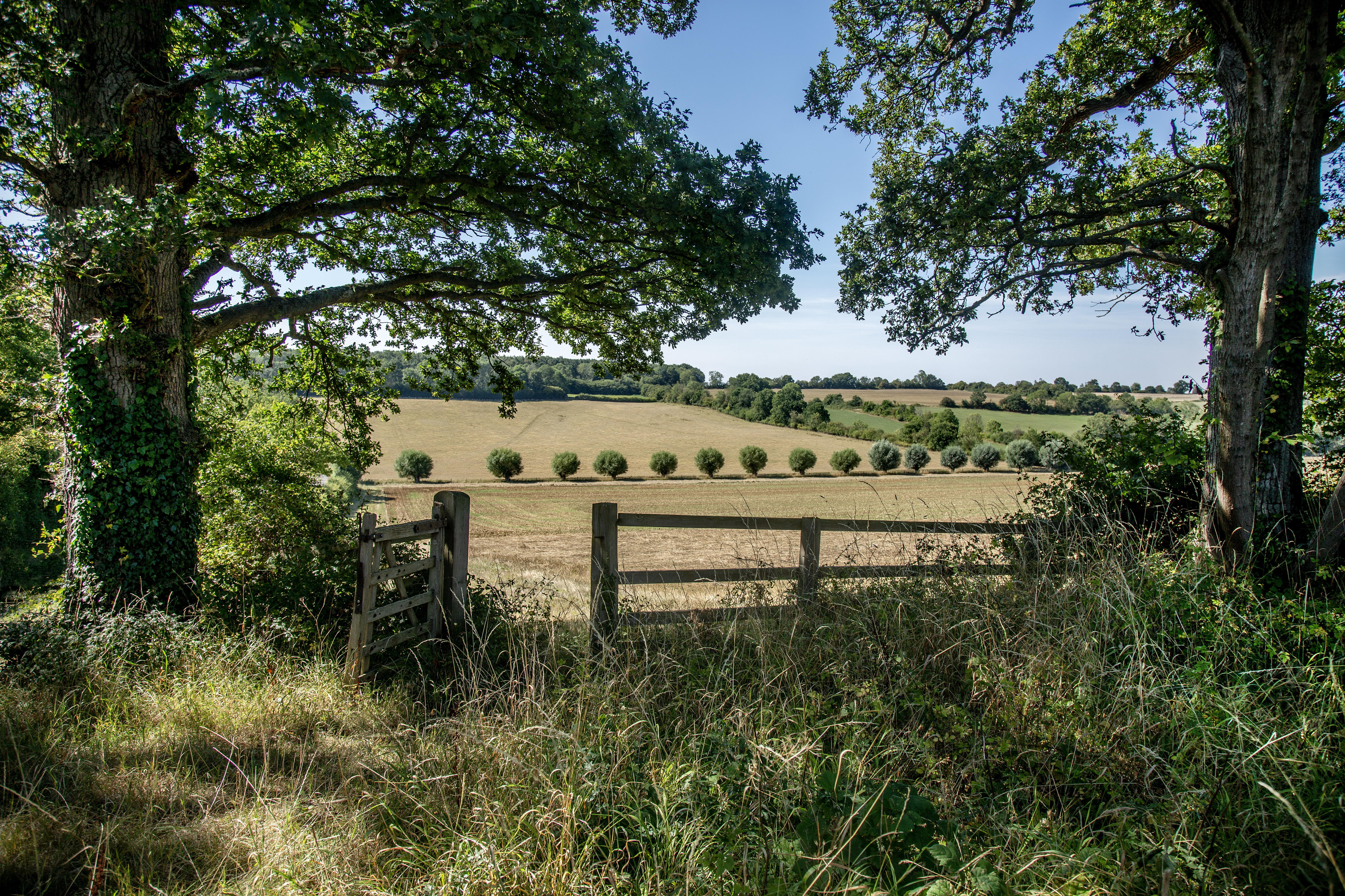 A view through two mature trees of a farmer's crop field