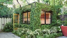 A garden shed covered with ivy and other climbing plants