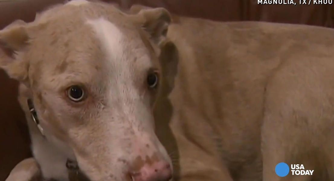 Wily Texas dog literally eats his owner&amp;#039;s homework