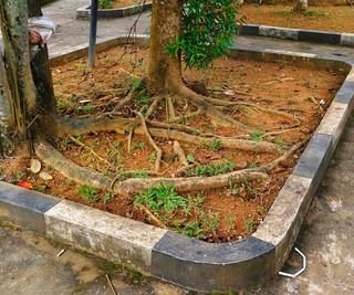 Tree roots exposed by drought and weather can increase the risk of wind rock