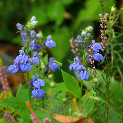 blue cardinal flowers growing in backyard