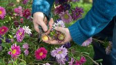 collecting seeds from deadheaded aster blooms